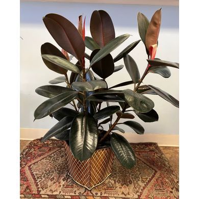Rubber Tree Floor Plant