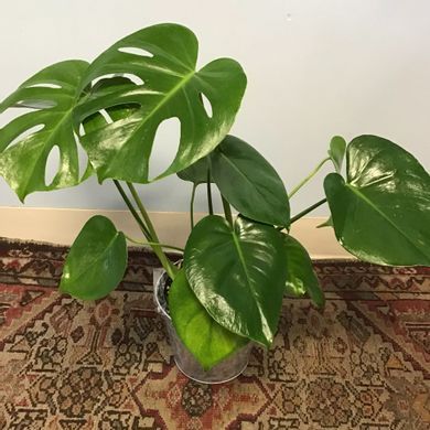  Small Split Leaf Philodendron 